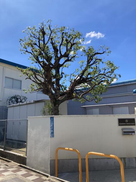 画像をクリックすると拡大表示されます