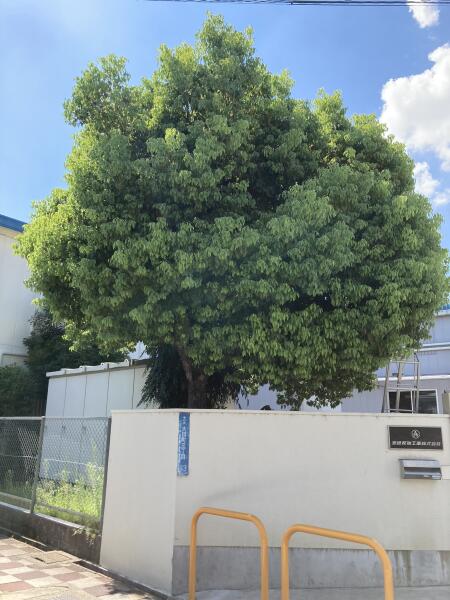 画像をクリックすると拡大表示されます